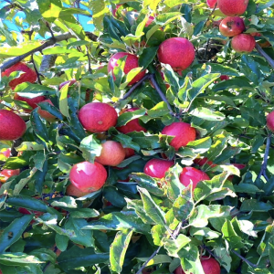Apple Pruning Do's and Don'ts – February 28, 2026